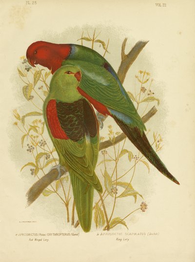Lori de Alas Rojas o Loro de Alas Rojas, 1891 de Gracius Broinowski